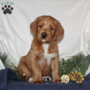 Donner, Labrador Mix Puppy